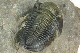 Two Detailed Gerastos Trilobite Fossils - Morocco #376924-11